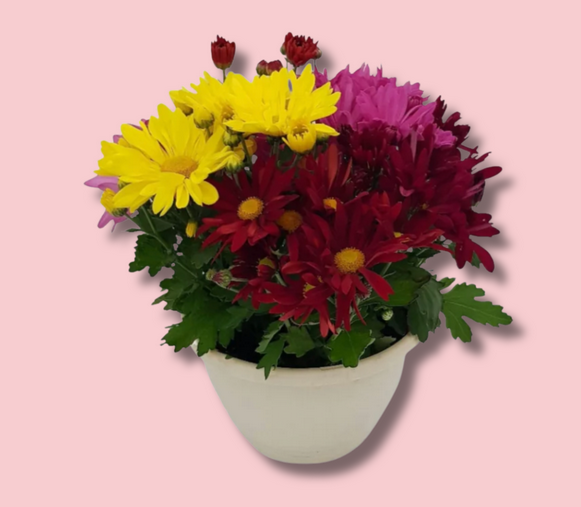 Chrysanthemum Bowl
