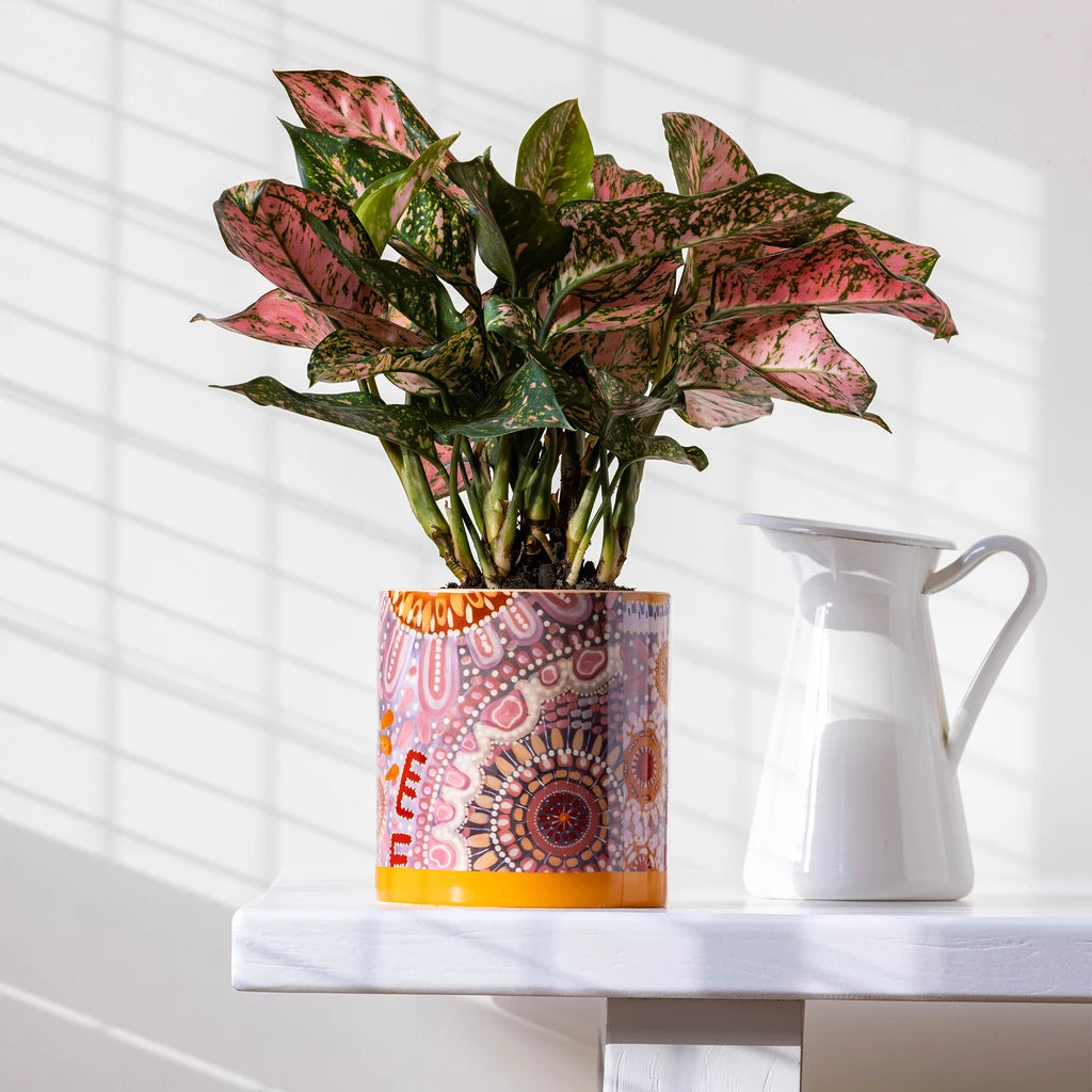 Lalaland Pot Planter
