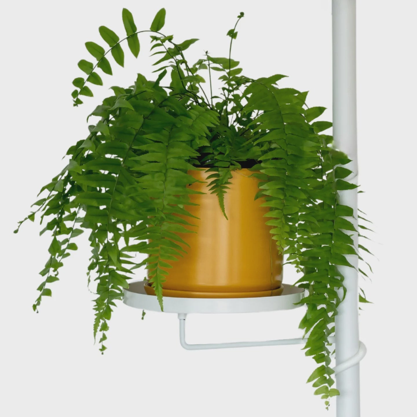 White Plant Pole Tray - Large White