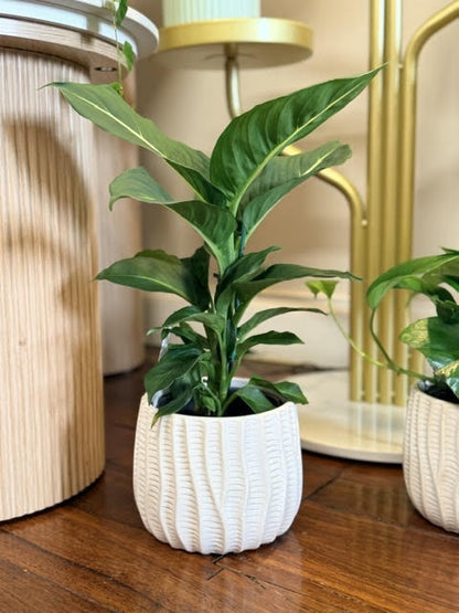 Indoor Plant - Coastal Pattern Pot