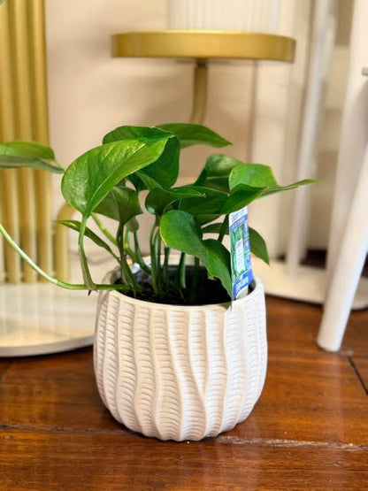 Indoor Plant - Coastal Pattern Pot