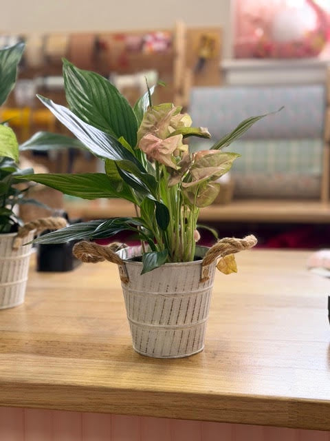 Double Plant Tin with Handles