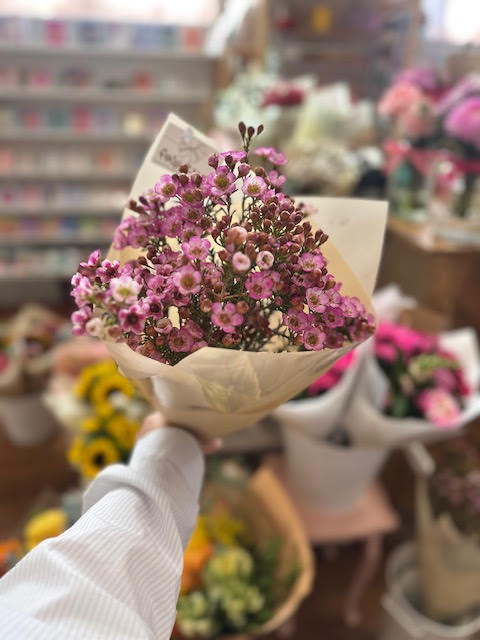 Geraldton Wax Posy