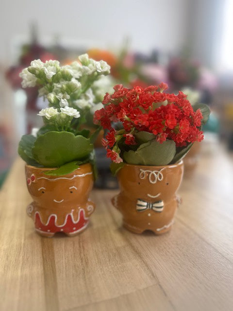 Mini Christmas Plant in Gingerbread Pot
