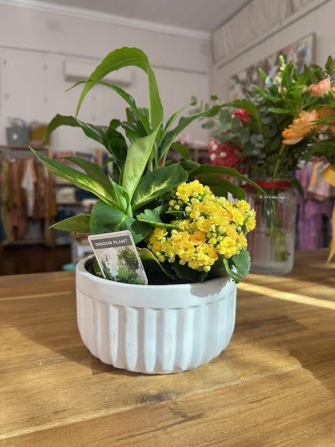 Indoor Plant Miniature Garden