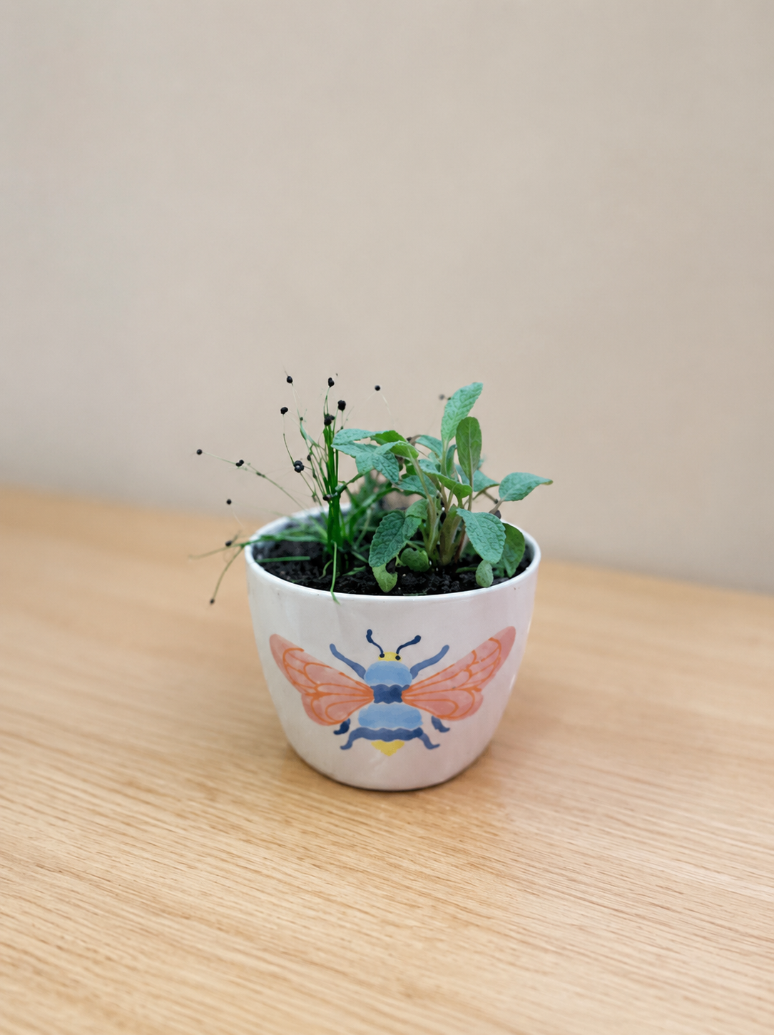 Fossick Plant Posse - Mini Jones &amp; Co Herb Garden