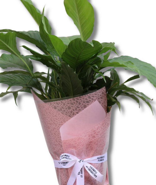 Large Wrapped Indoor Plant