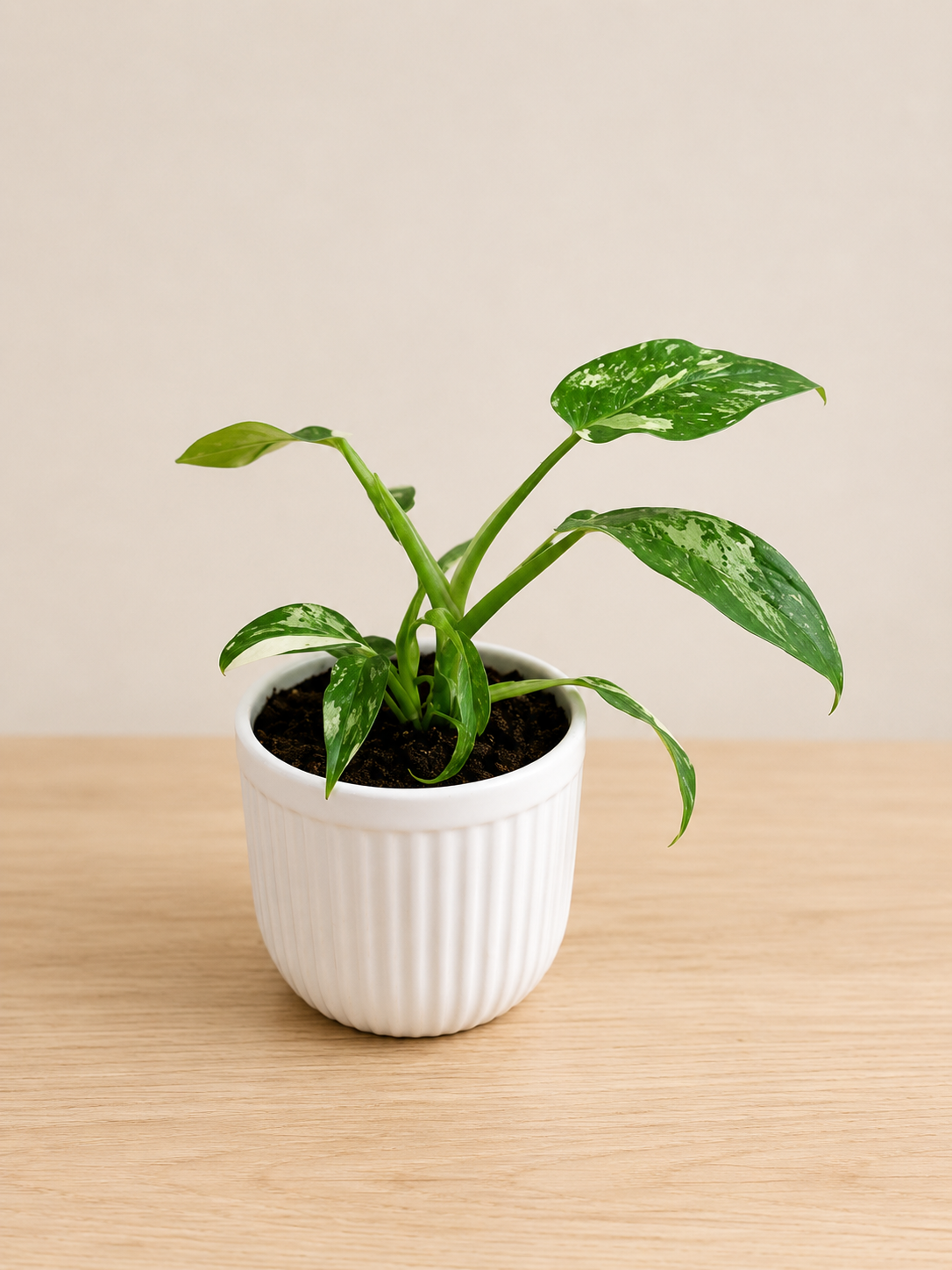 Fossick Plant Posse - Little