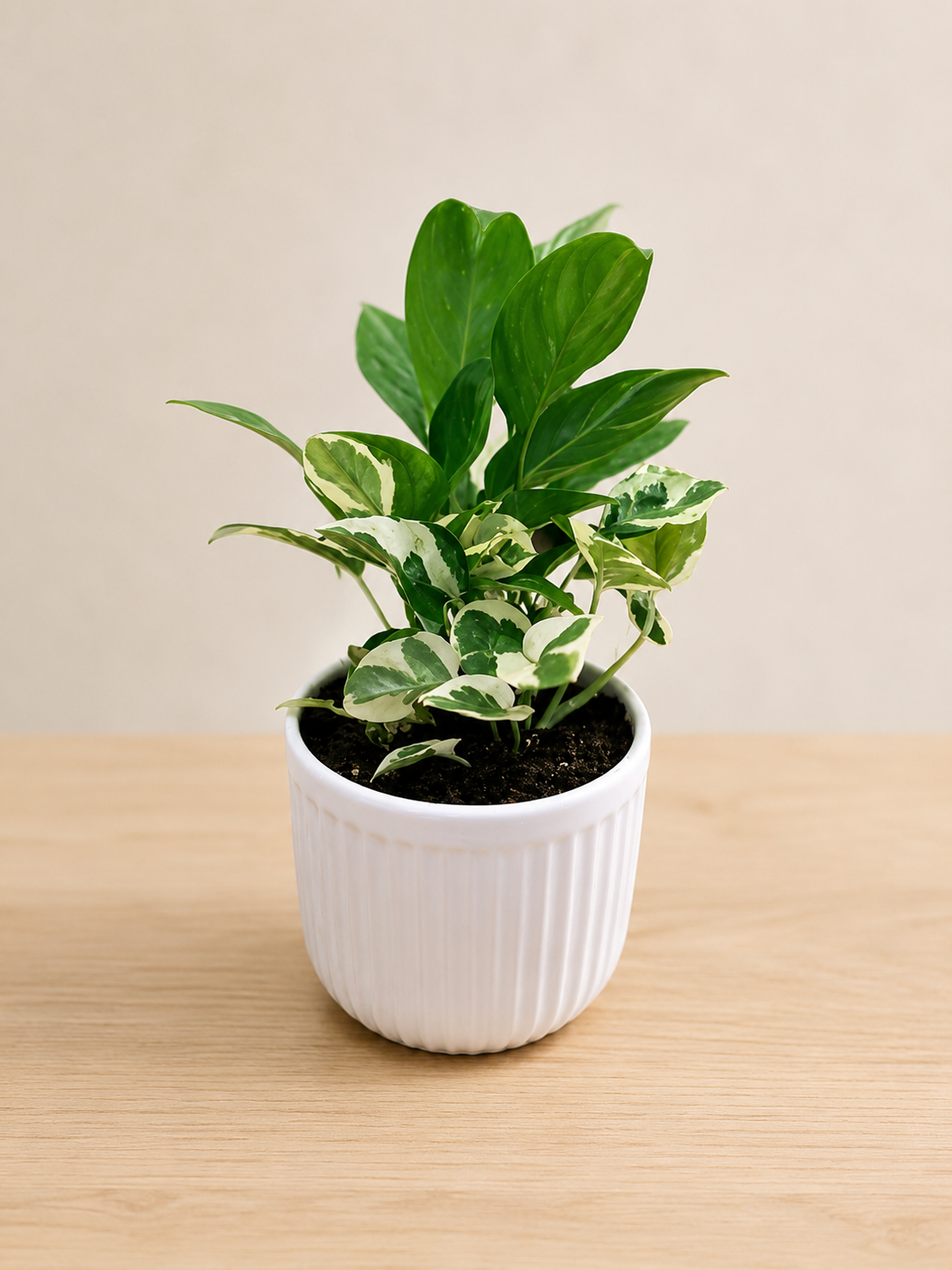 Fossick Plant Posse - Lovely