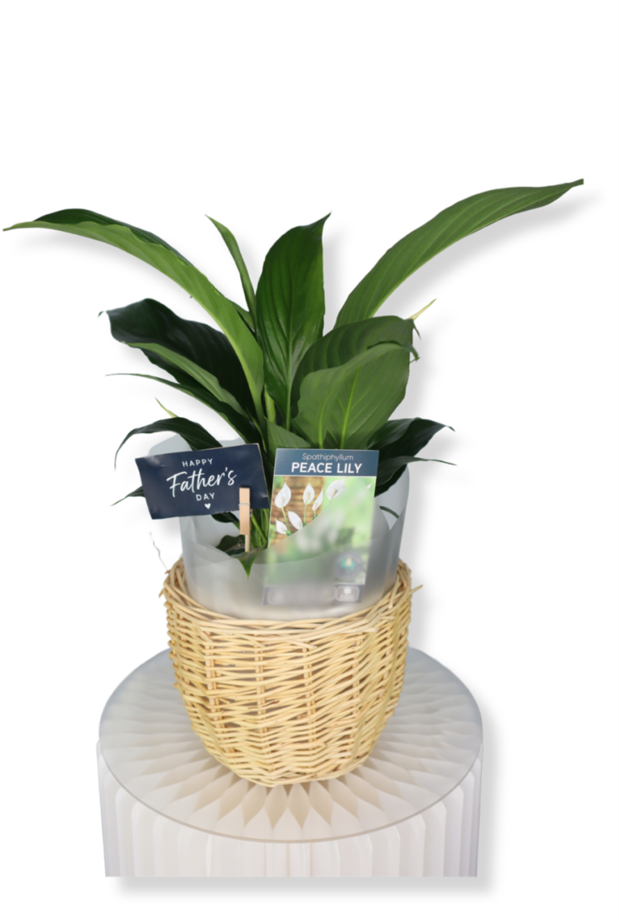 Peace Lilly in Basket