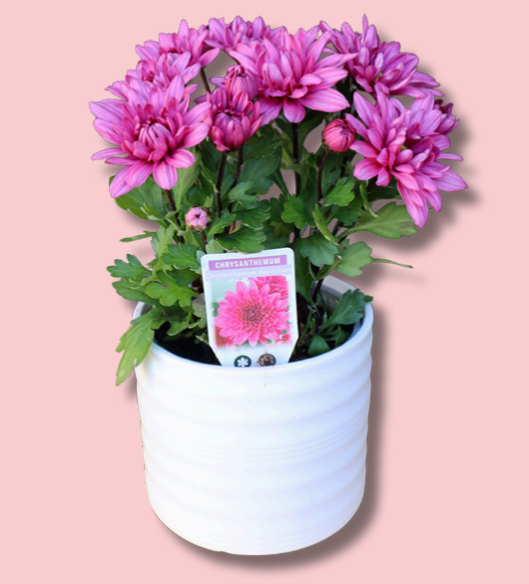 Ceramic Potted Chrysanthemum Plant