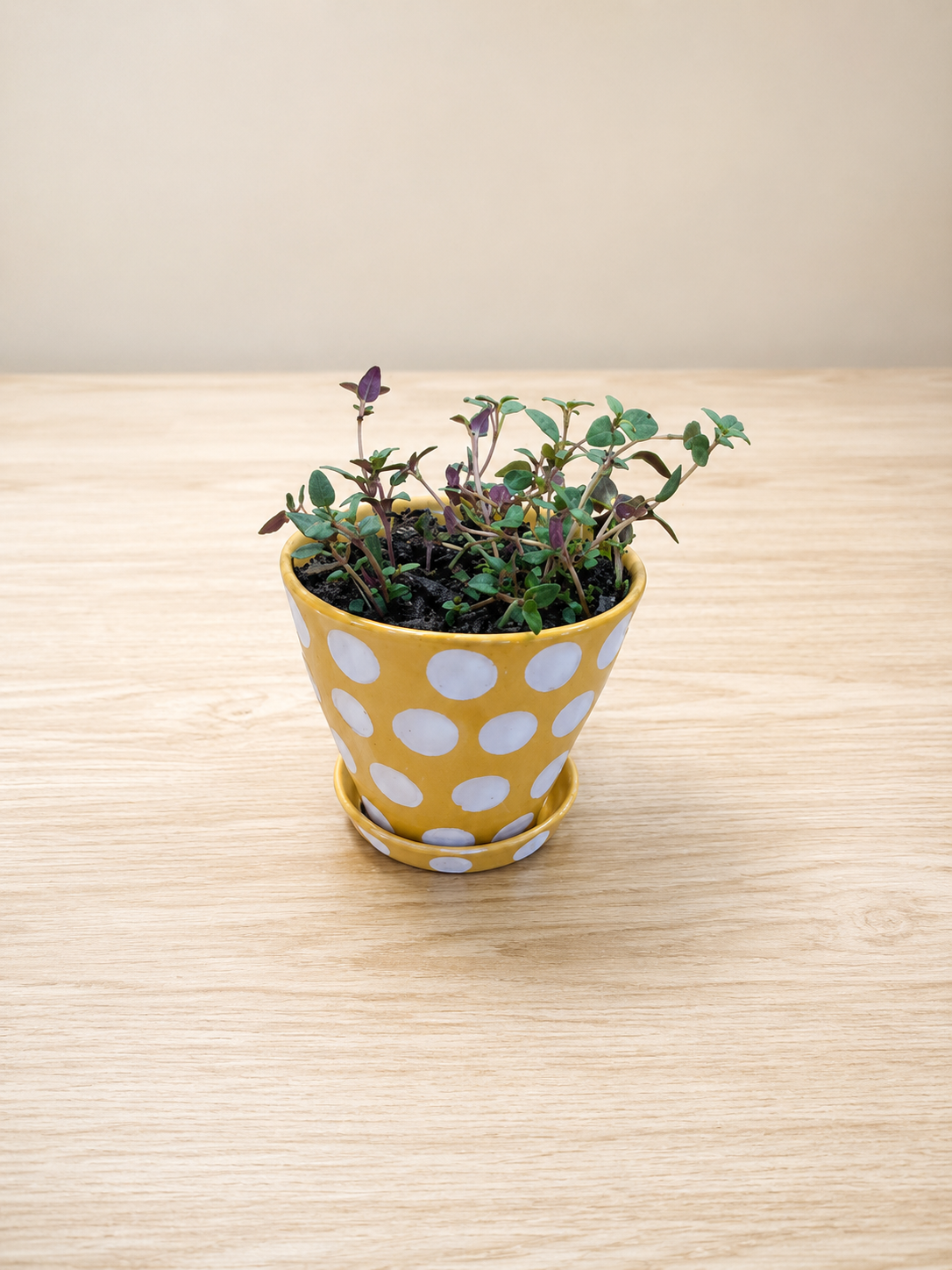 Fossick Plant Posse - Tiny Jones &amp; Co Herbs
